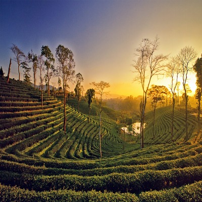 assam-tea-plantations